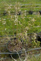 Evaluation variétale myrtille - Port du buisson de Liberty® à la floraison